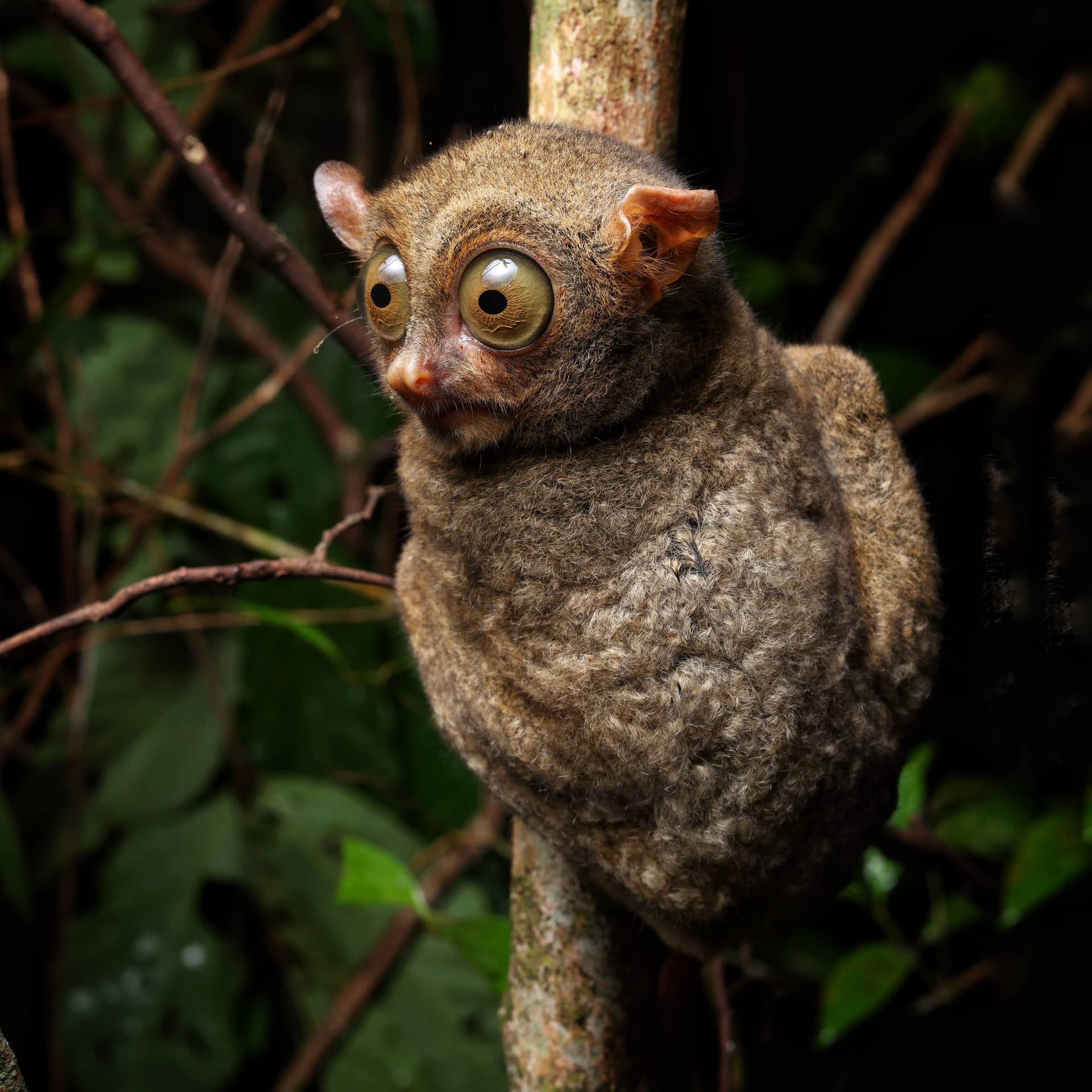 Pangkalanbun: 1-Night Tarsier Trekking Tour