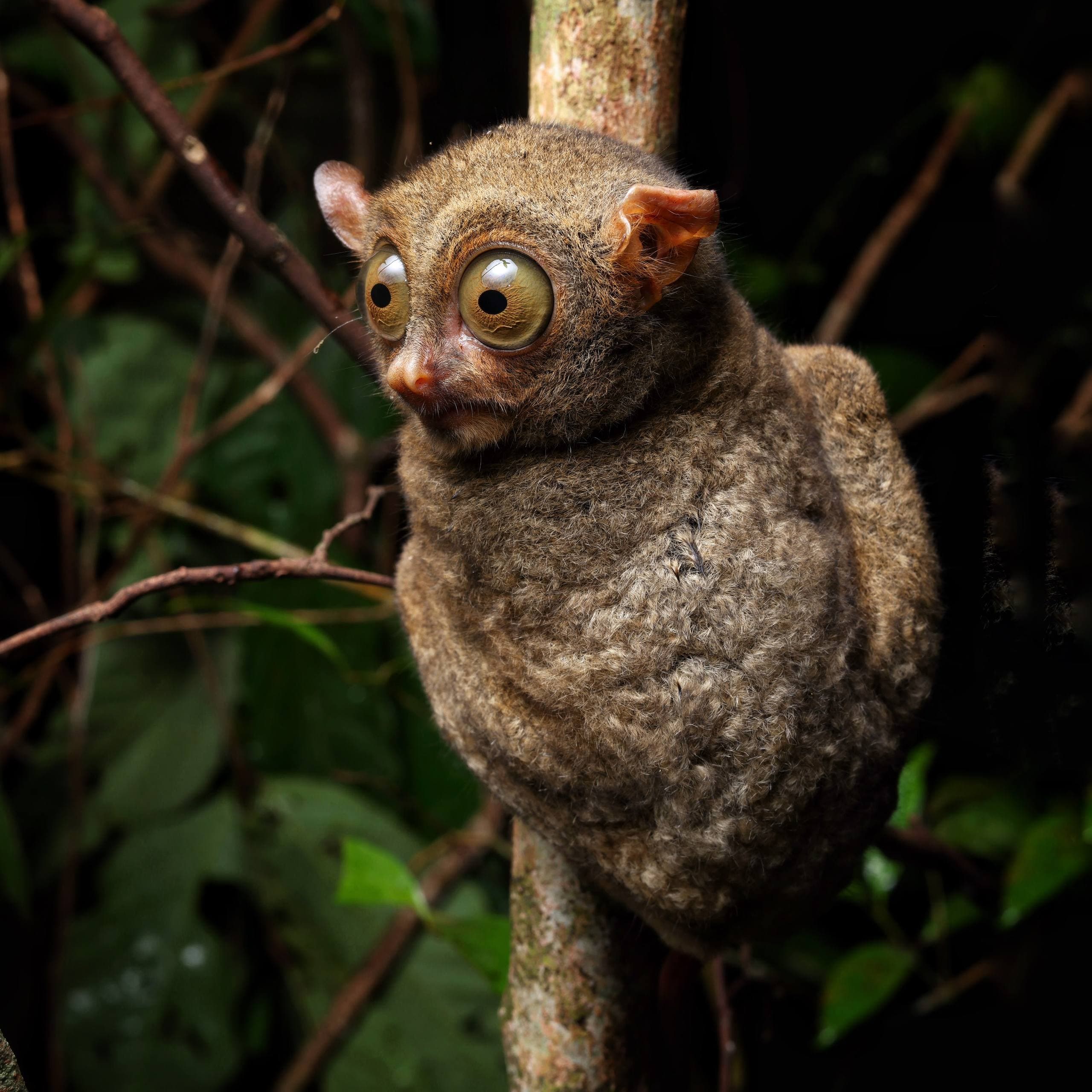 Pangkalanbun: 1-Night Tarsier Trekking Tour
