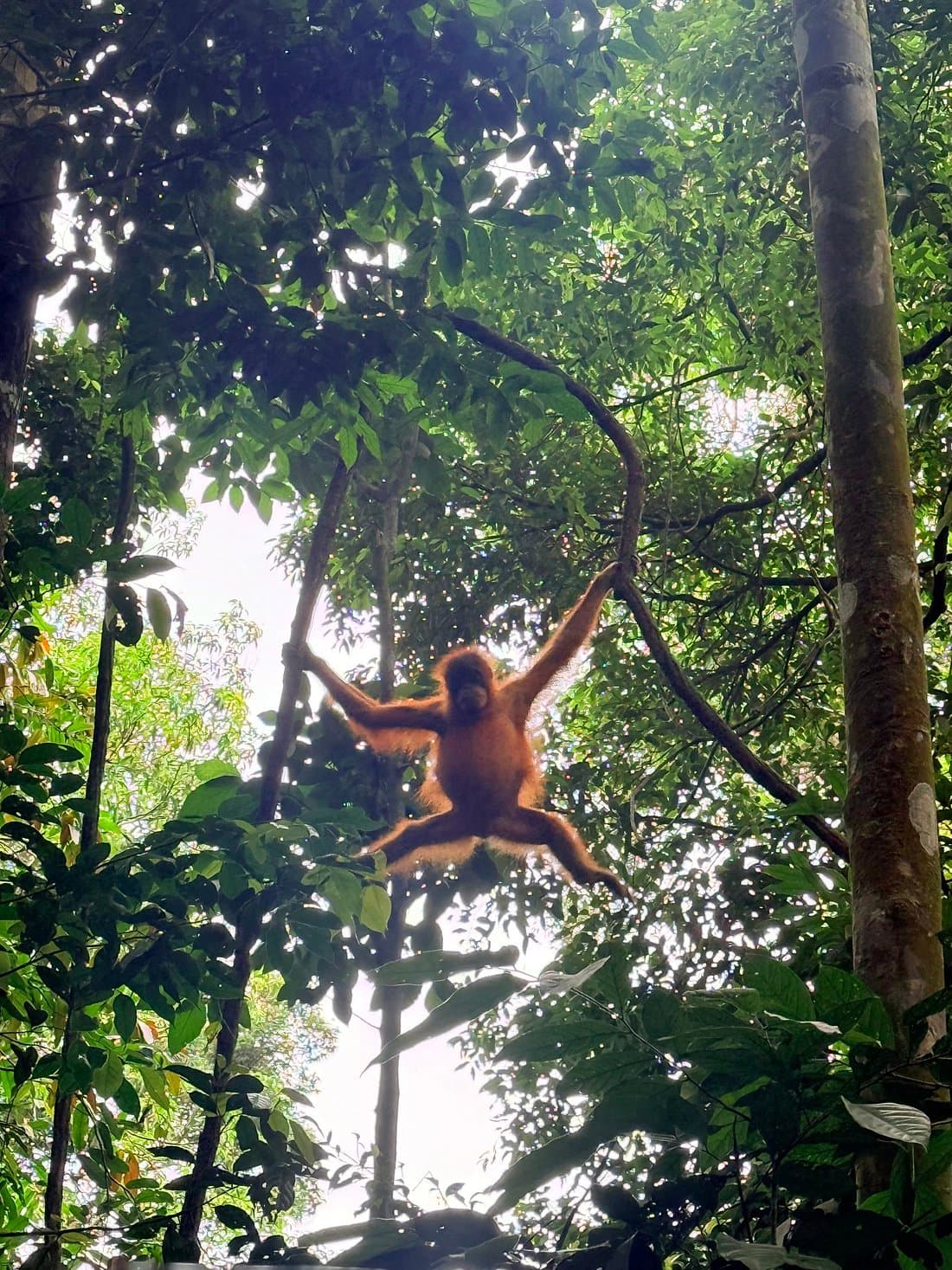 Into the Wild: Gunung Leuser Orangutan Trekking | 2D1N