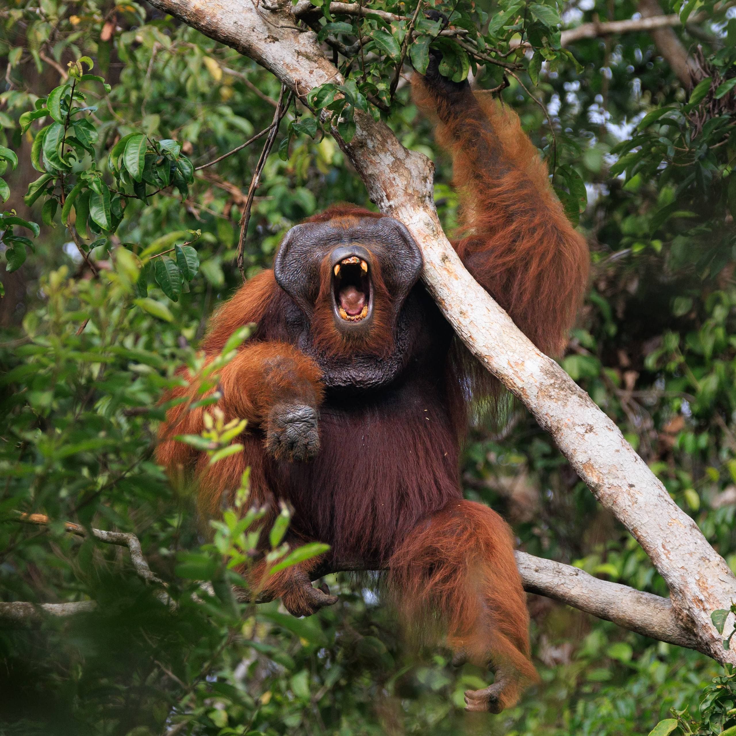 Tanjung Puting Klotok Tour: Orangutans, Birds & Night Herping | 3D2N