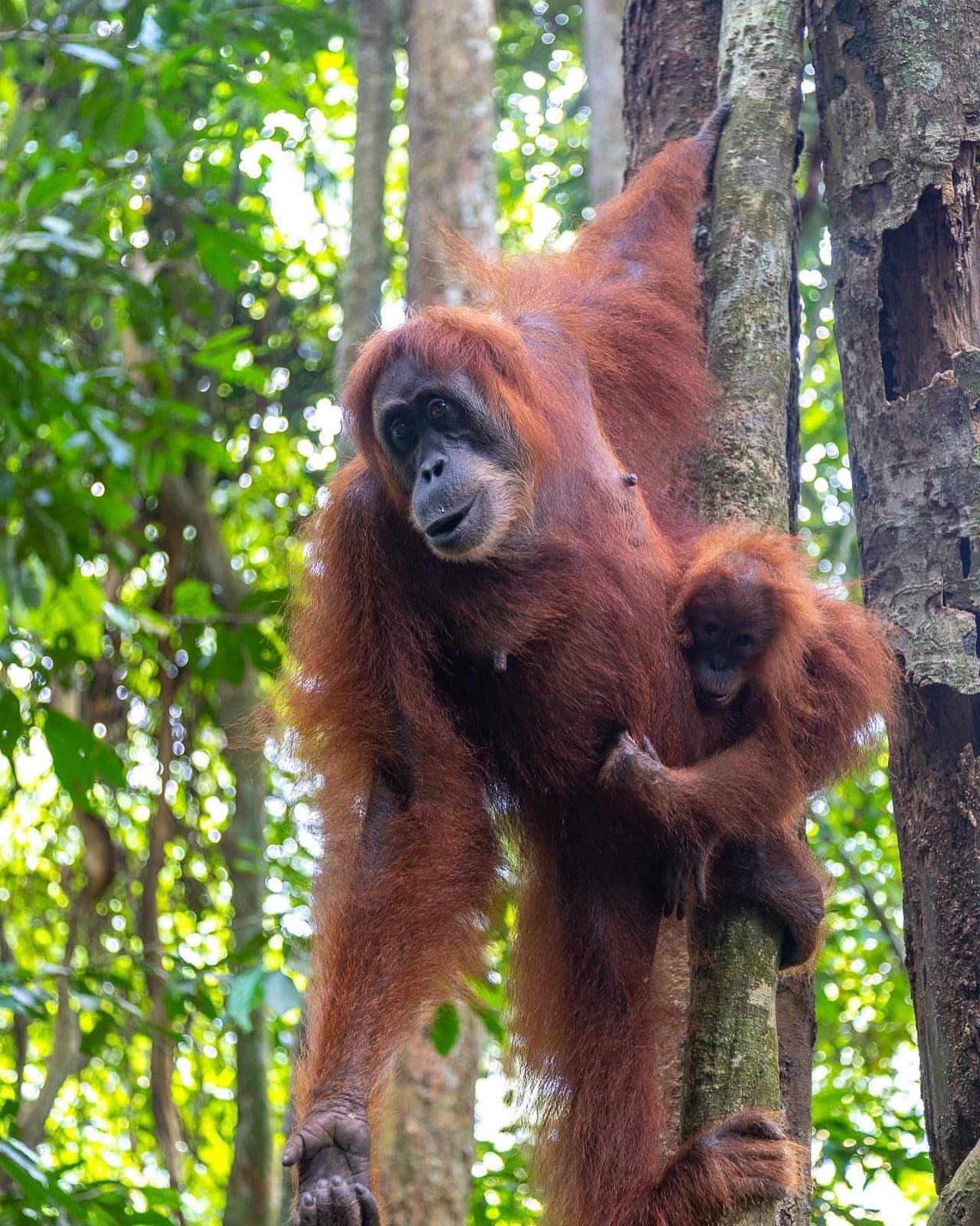 Deep Jungle Expedition Gunung Leuser 3 Days 2 Nights