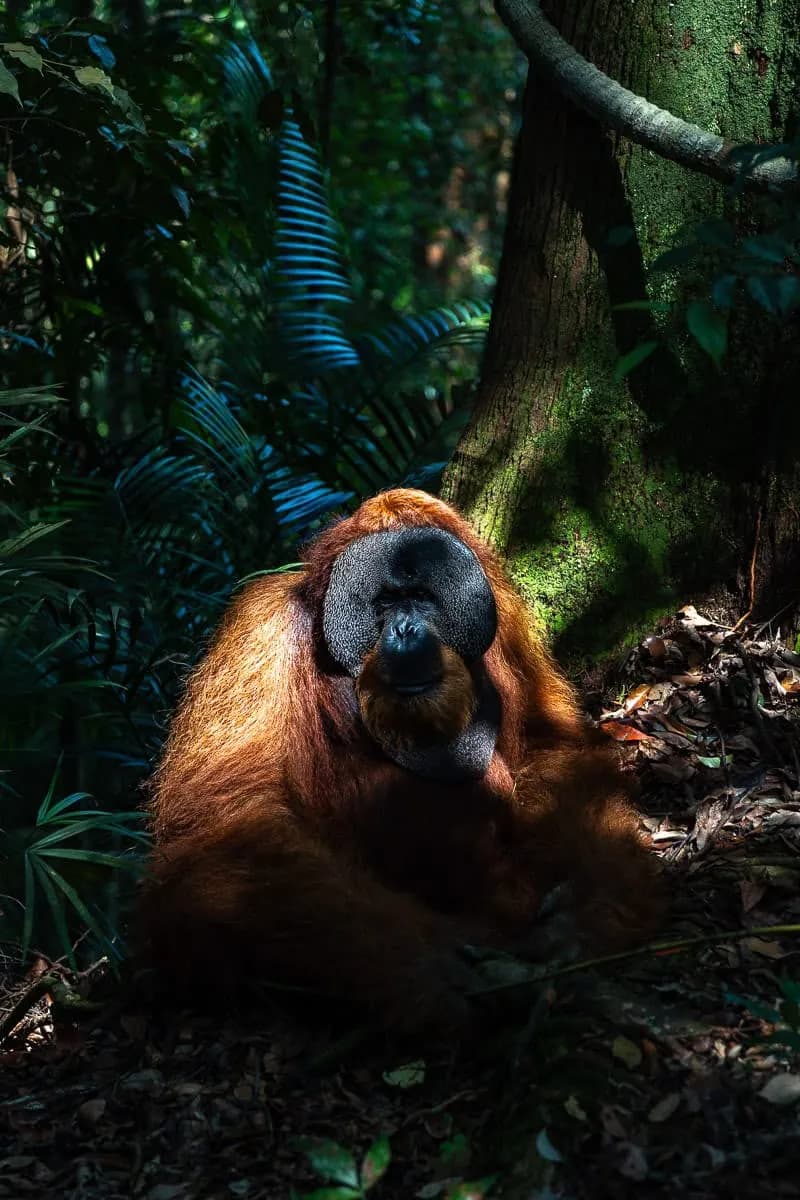 Sumatra's Secret Paradise | 7 Days 6 Nights