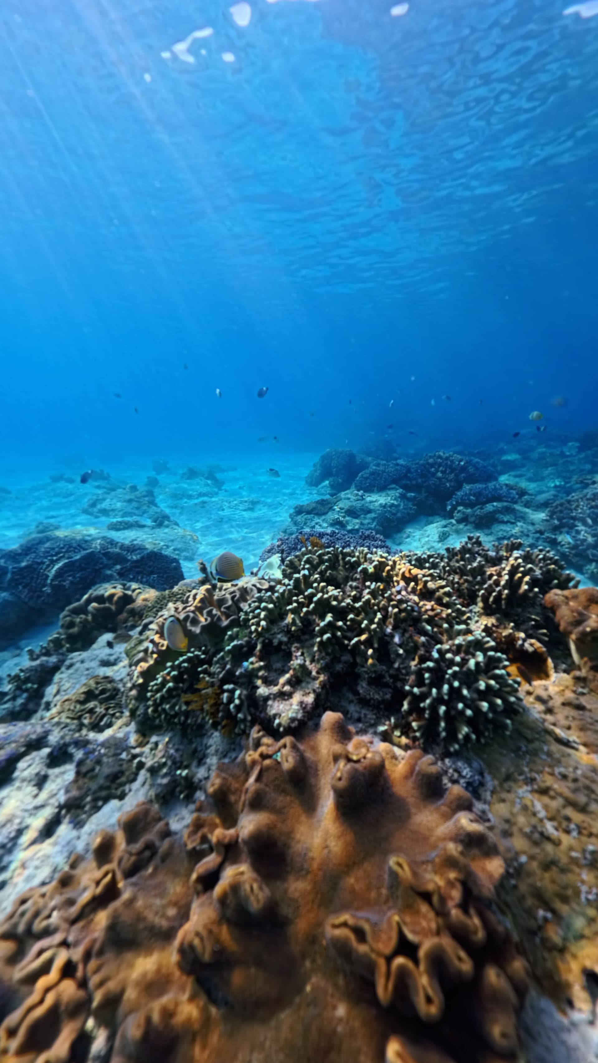 Snorkeling in East Bali Hidden Gem Site