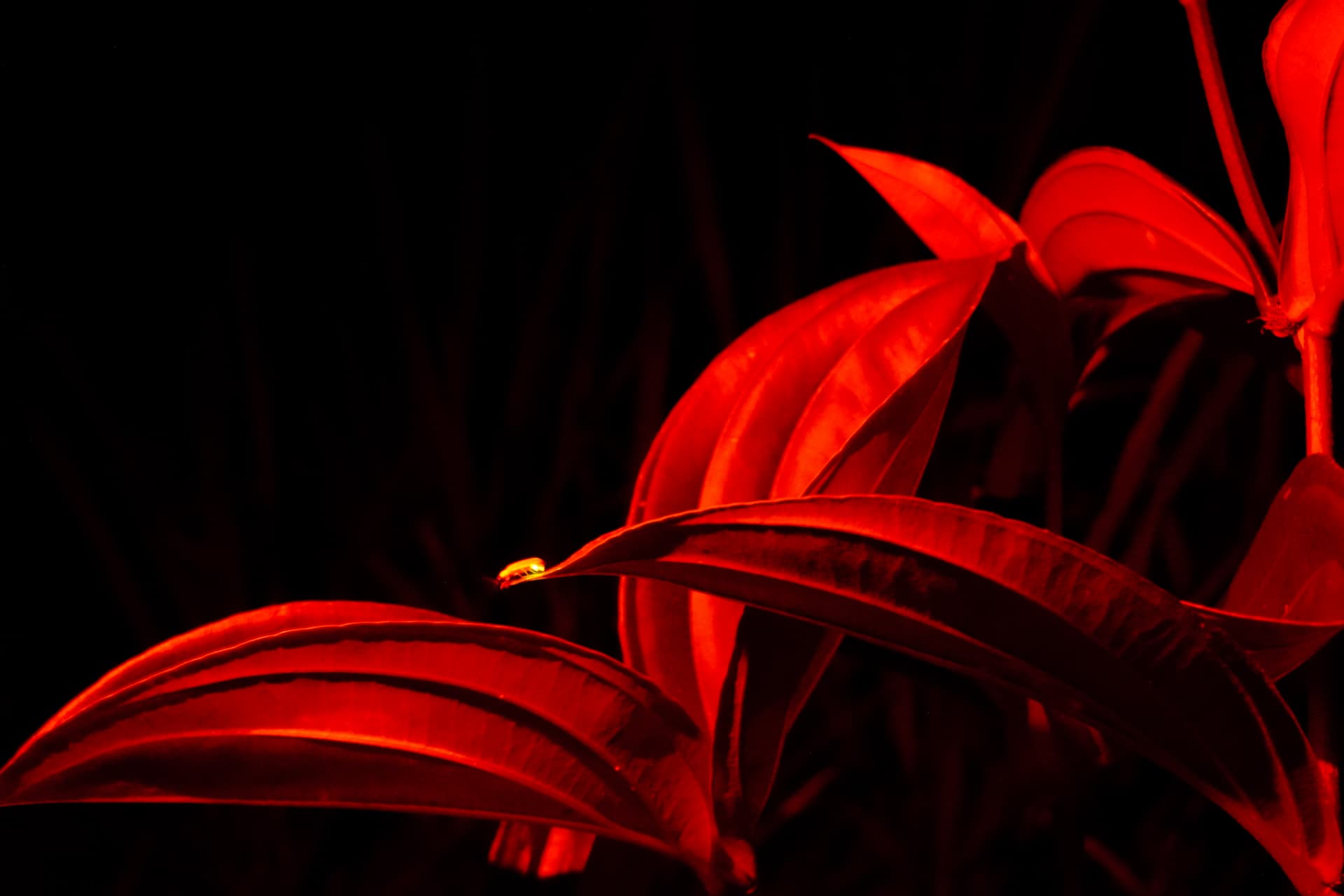 Firefly Conservation Tour - Hiking, Foraging, Cooking & Watching Fireflies