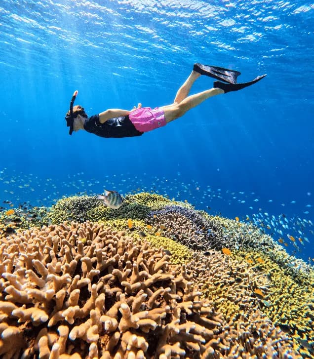 Menjangan Snorkeling with Boat All Inclusive