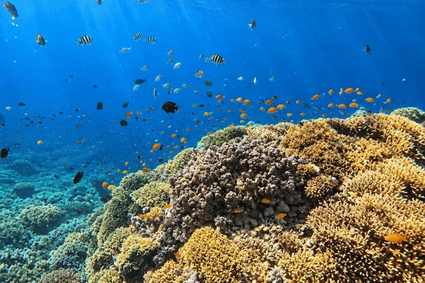 Menjangan Snorkeling with Boat All Inclusive