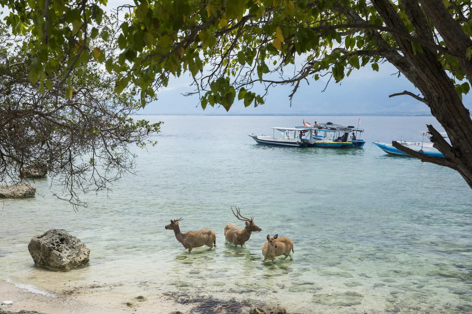 Menjangan Snorkeling with Boat All Inclusive