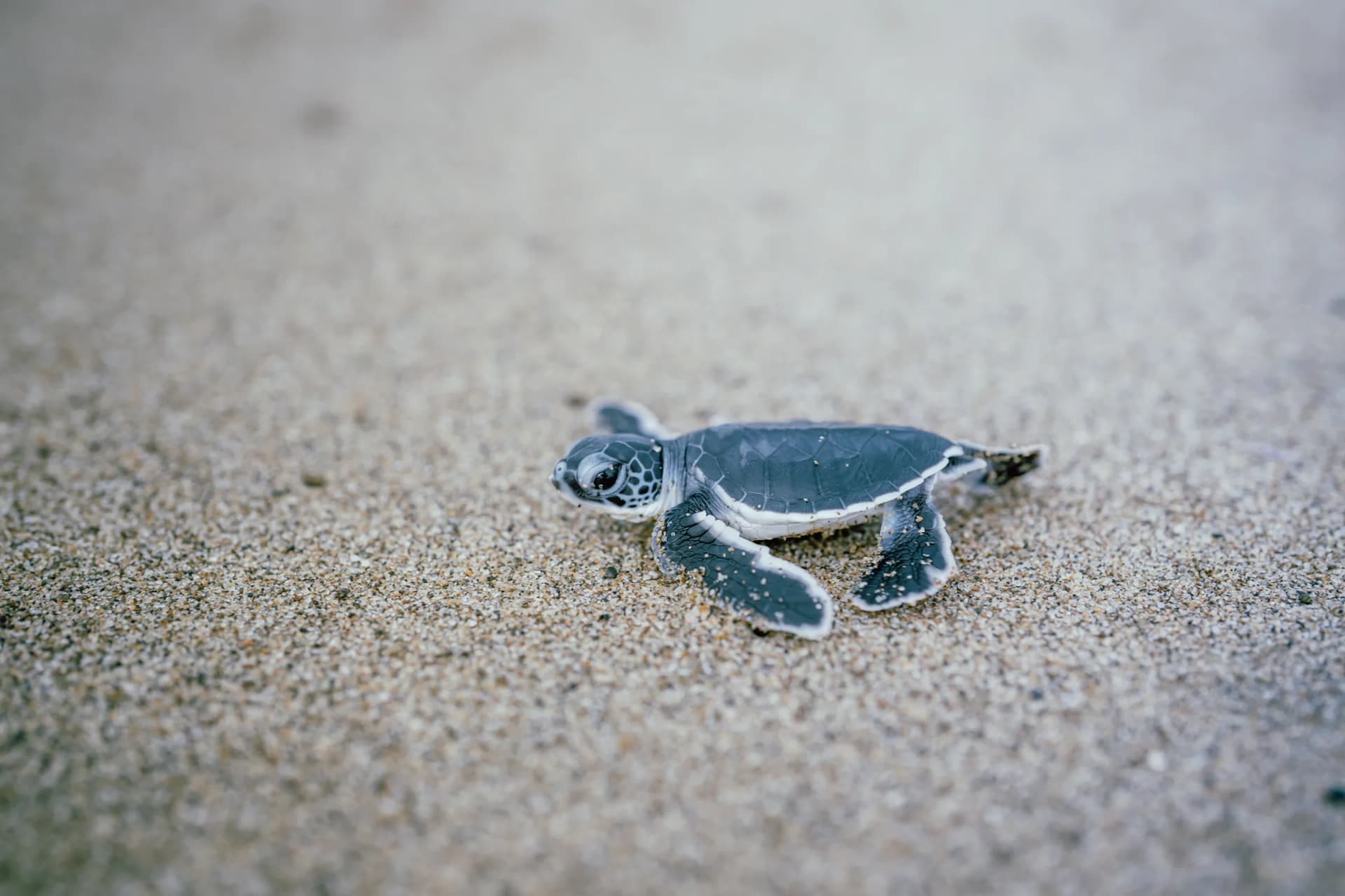 A green sea-turtle hatchling on Sukamade beach