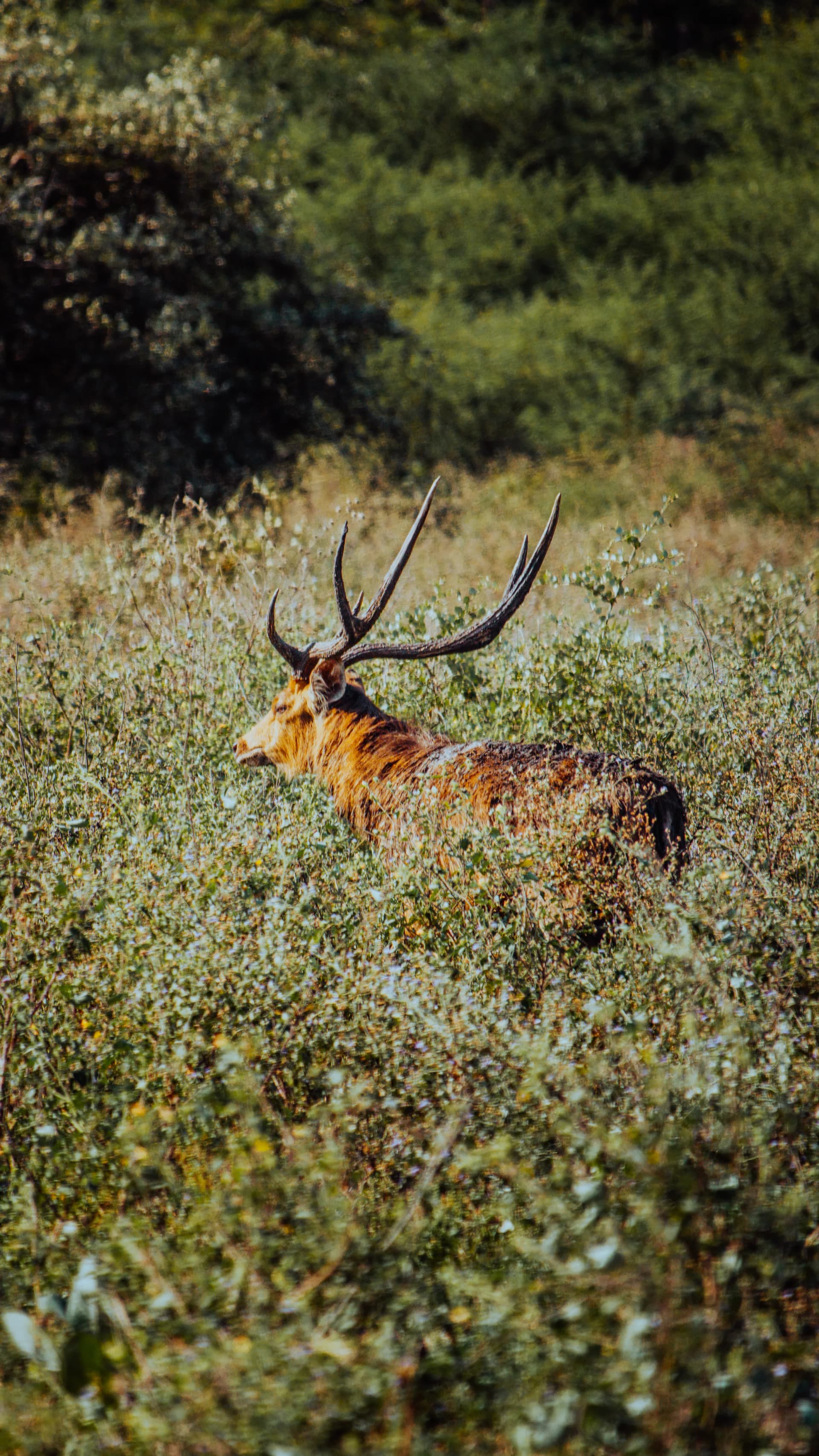 Wild deer in the grasslands of Baluran National Park