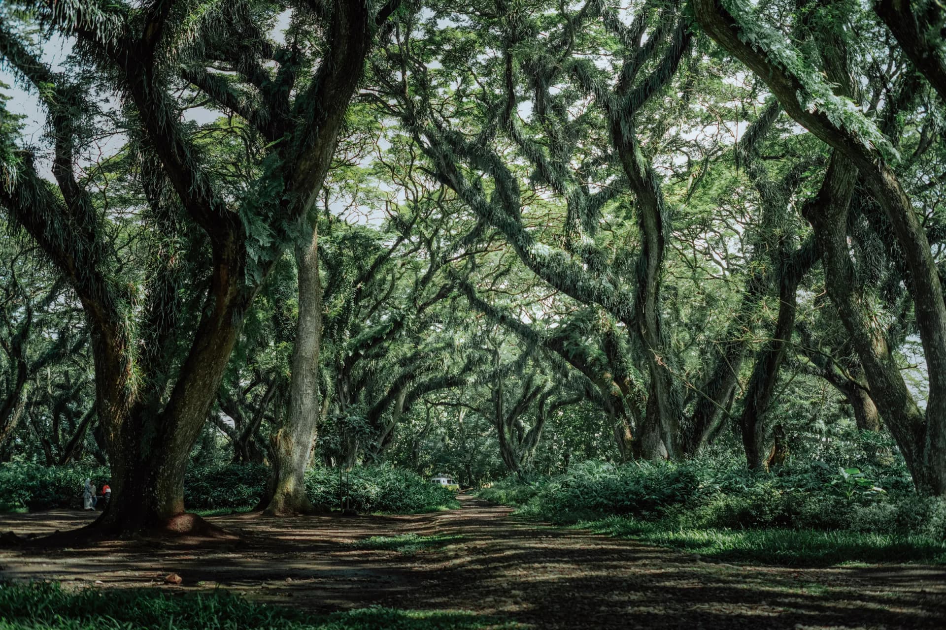 The cathedral-like rain-tree avenue of De Djawatan forest