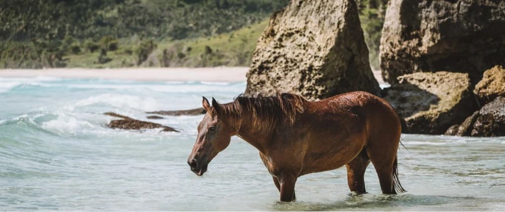 Sehari di Nihiwatu, Sumba 2026