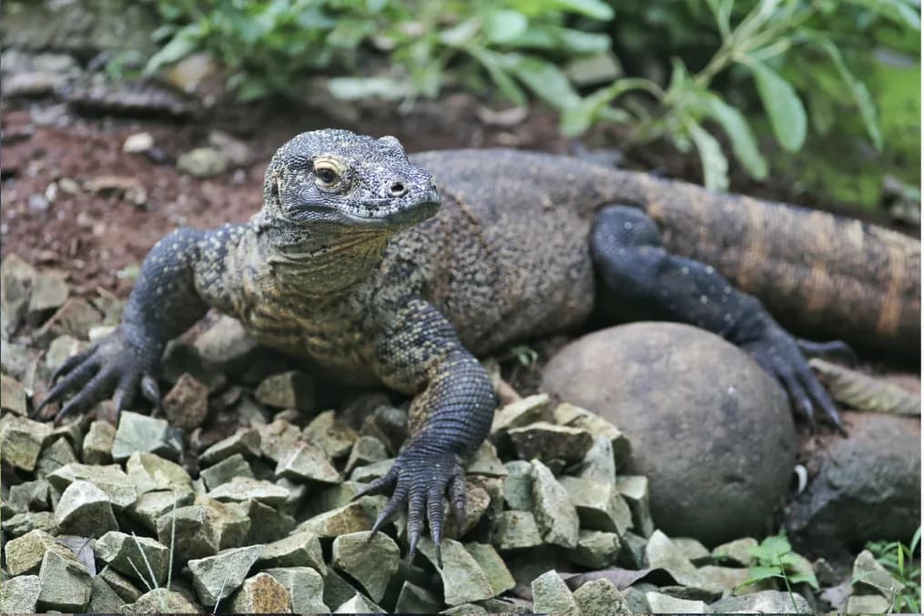 Endemic Animals of NTT: More Than Just the Komodo Dragon
