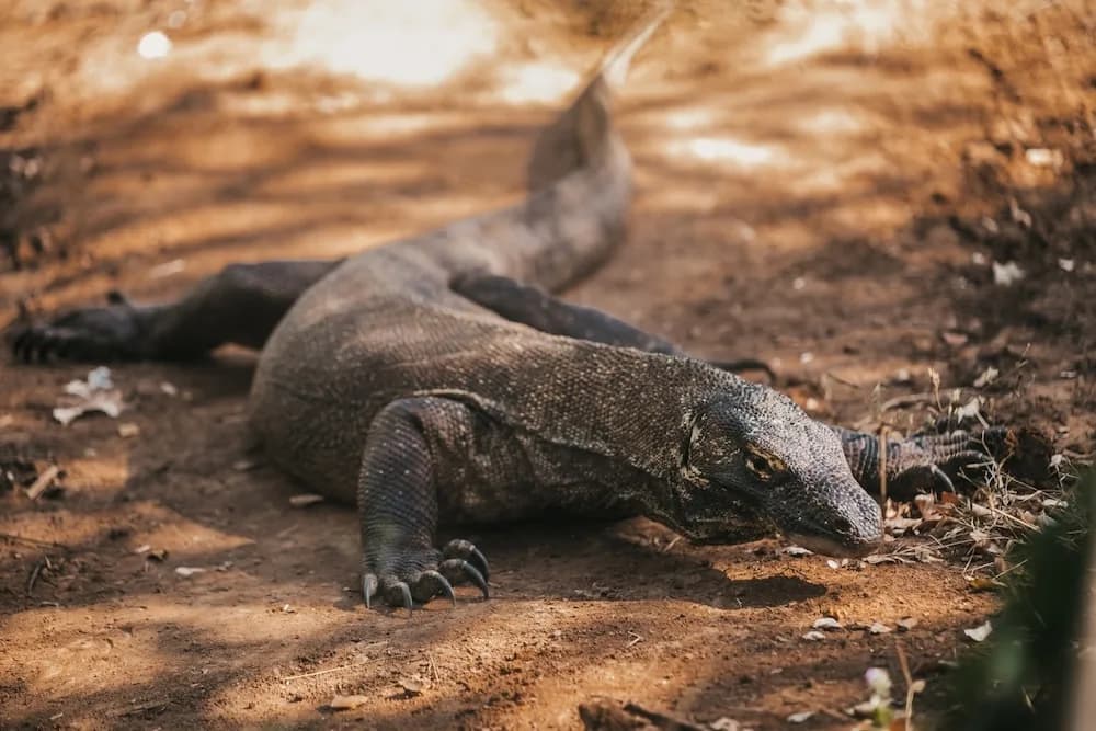 Komodo Dragon (Varanus komodoensis): Arti Nama, Ciri-Ciri, dan Cara Melihatnya