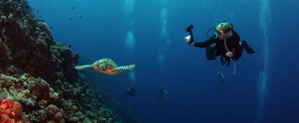 New Komodo Diving Rules 2026: What Divers Need to Know