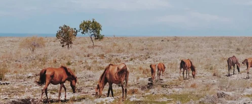 Nihiwatu Sumba 2026: Kapan, Di Mana, dan Cara ke Sana