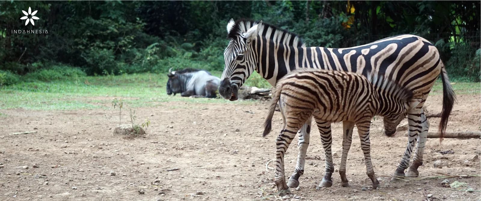 Paket Study Tour Bogor untuk SD, SMP & SMA (2026): Taman Safari, Kebun Raya + Estimasi Biaya