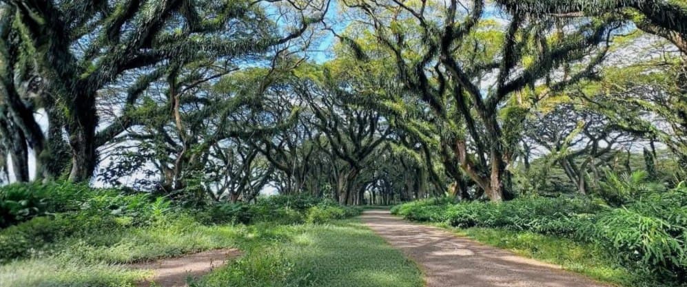 Top 10 Things to Do in Banyuwangi (2026)