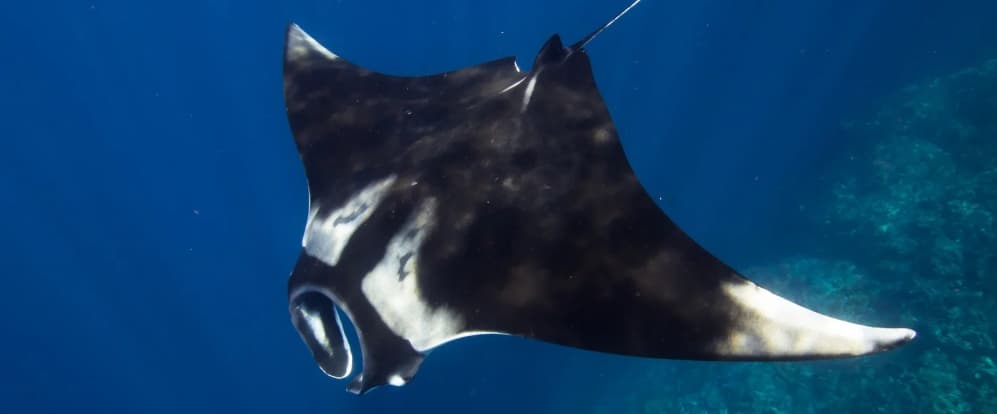 Manta Point Snorkeling Day Trip