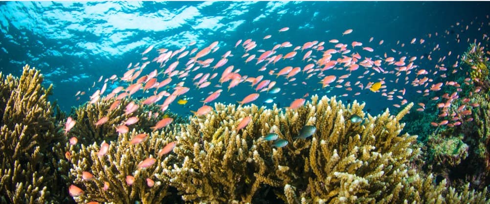 Bunaken Marine Park Diving & Snorkeling