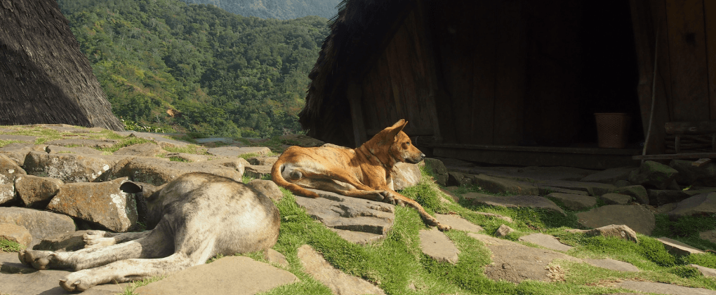 Wae Rebo Village Trek (Overnight)