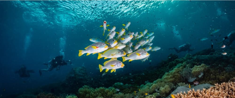 Raja Ampat Diving Liveaboard (Phinisi)