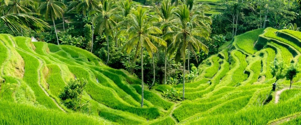 Ubud Rice Terrace & Culture Tour