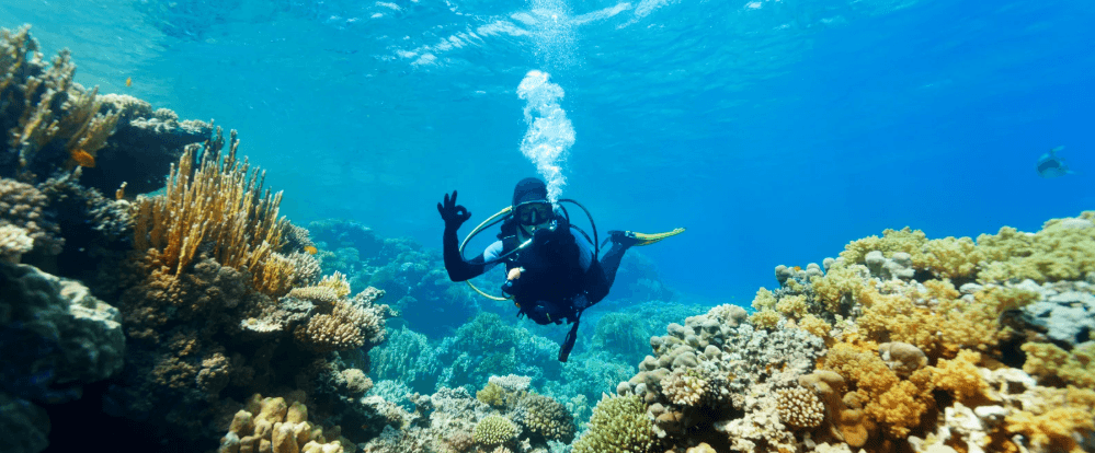Komodo Diving Liveaboard