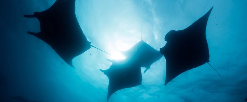 Nusa Penida Snorkeling with Manta Rays