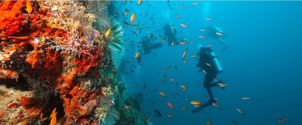 Banda Sea Diving Liveaboard