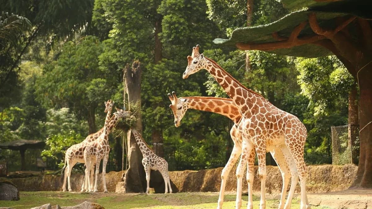 Wildlife Wonders: Taman Safari Bogor