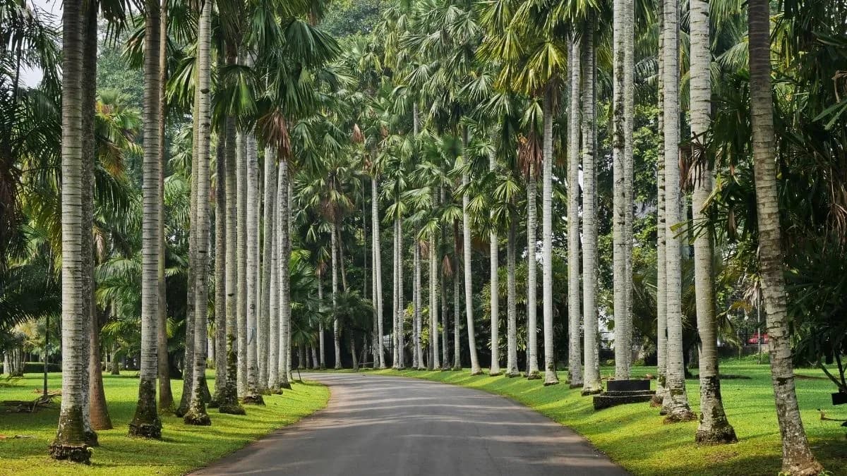 Little Horticulturist: Kebun Raya Bogor