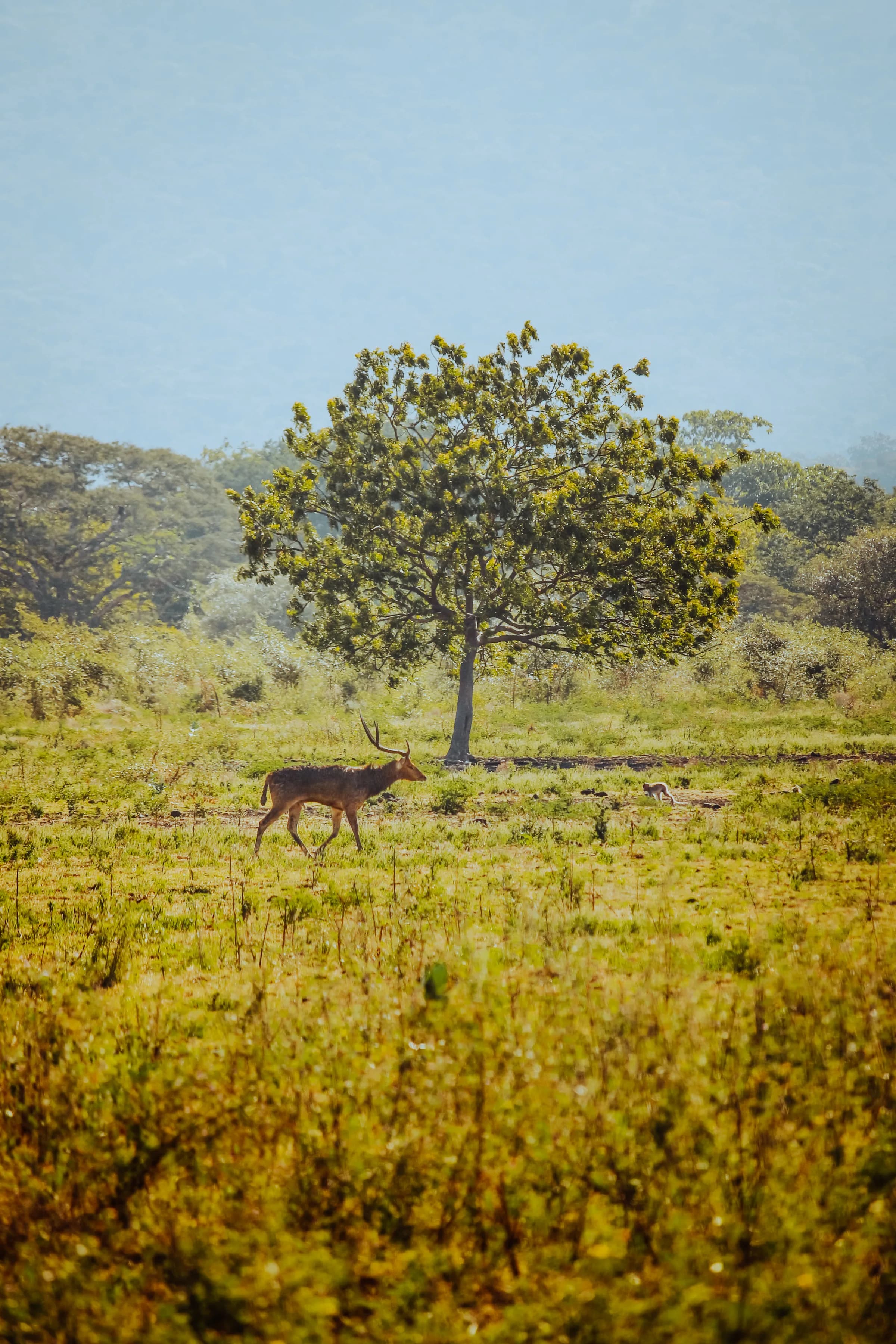 Lone acacia and grazing deer on the Baluran savanna