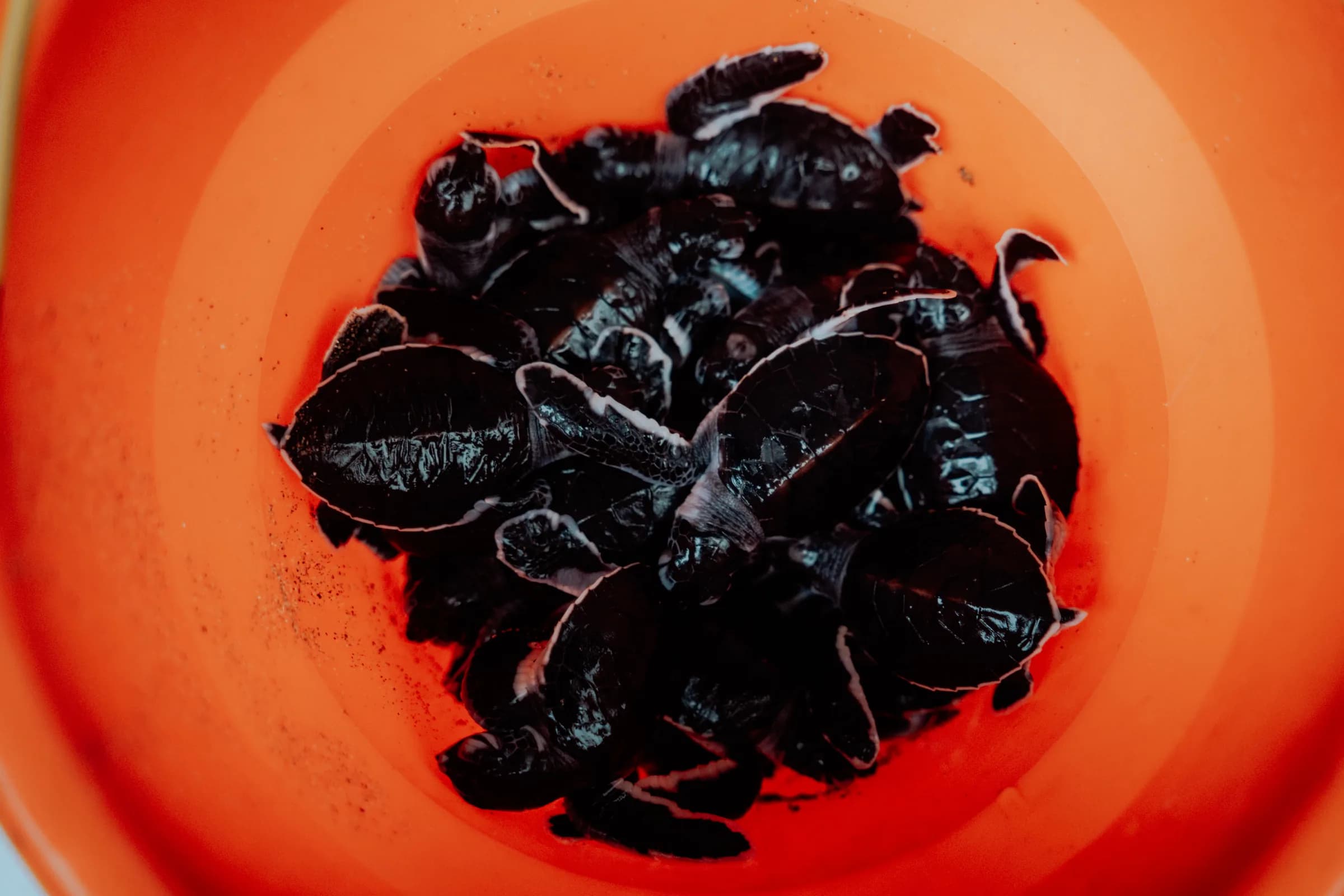 Sea-turtle eggs collected for the Sukamade conservation hatchery