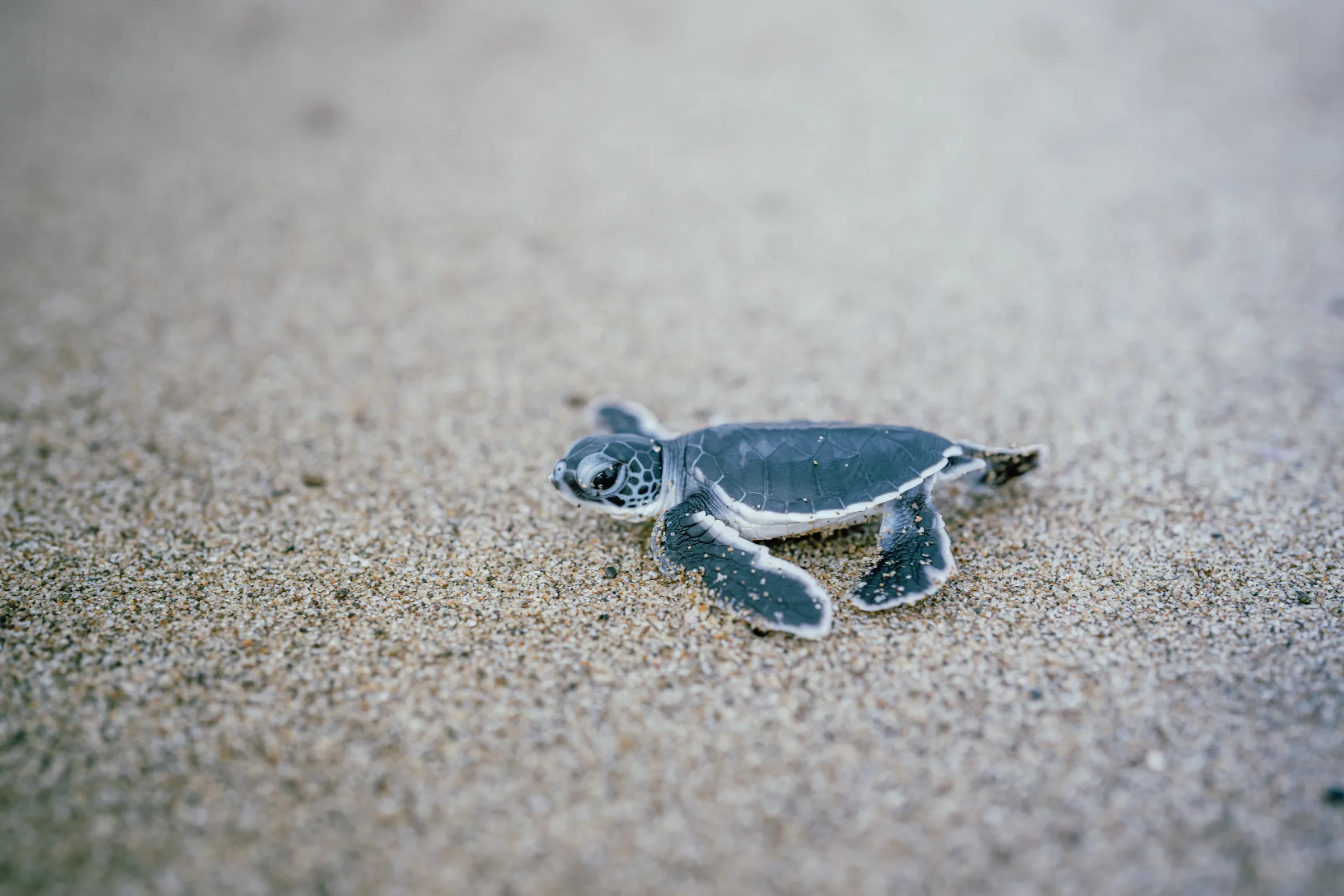 A green sea-turtle hatchling on Sukamade beach