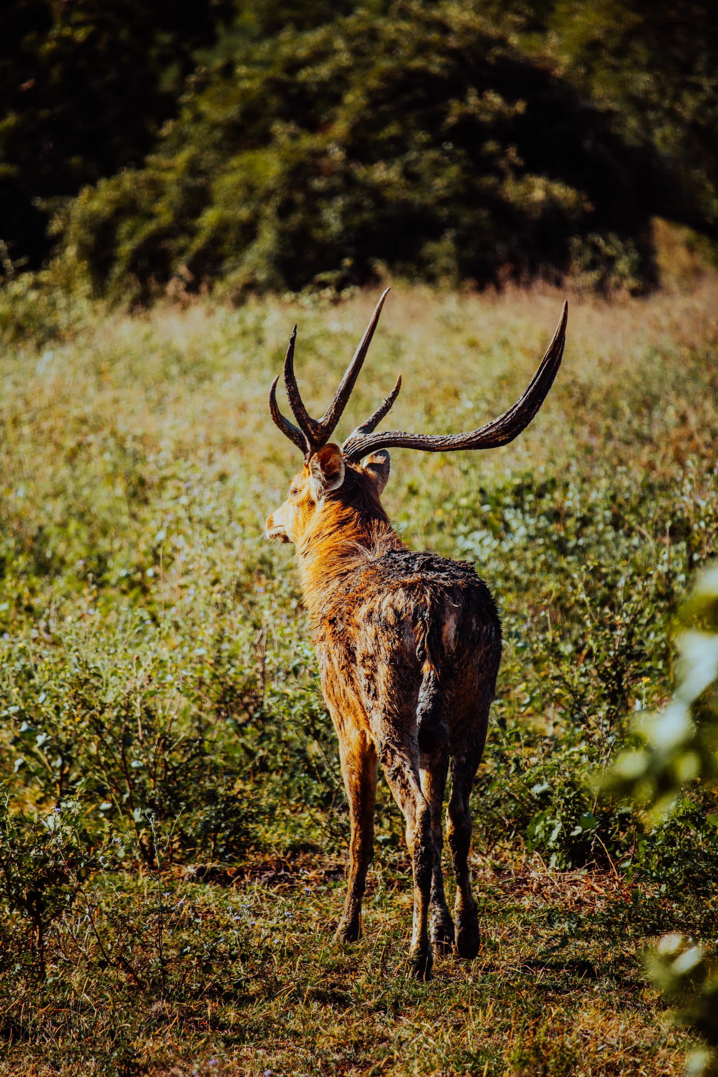 A stag in the savanna of Baluran, the 'Africa of Java'