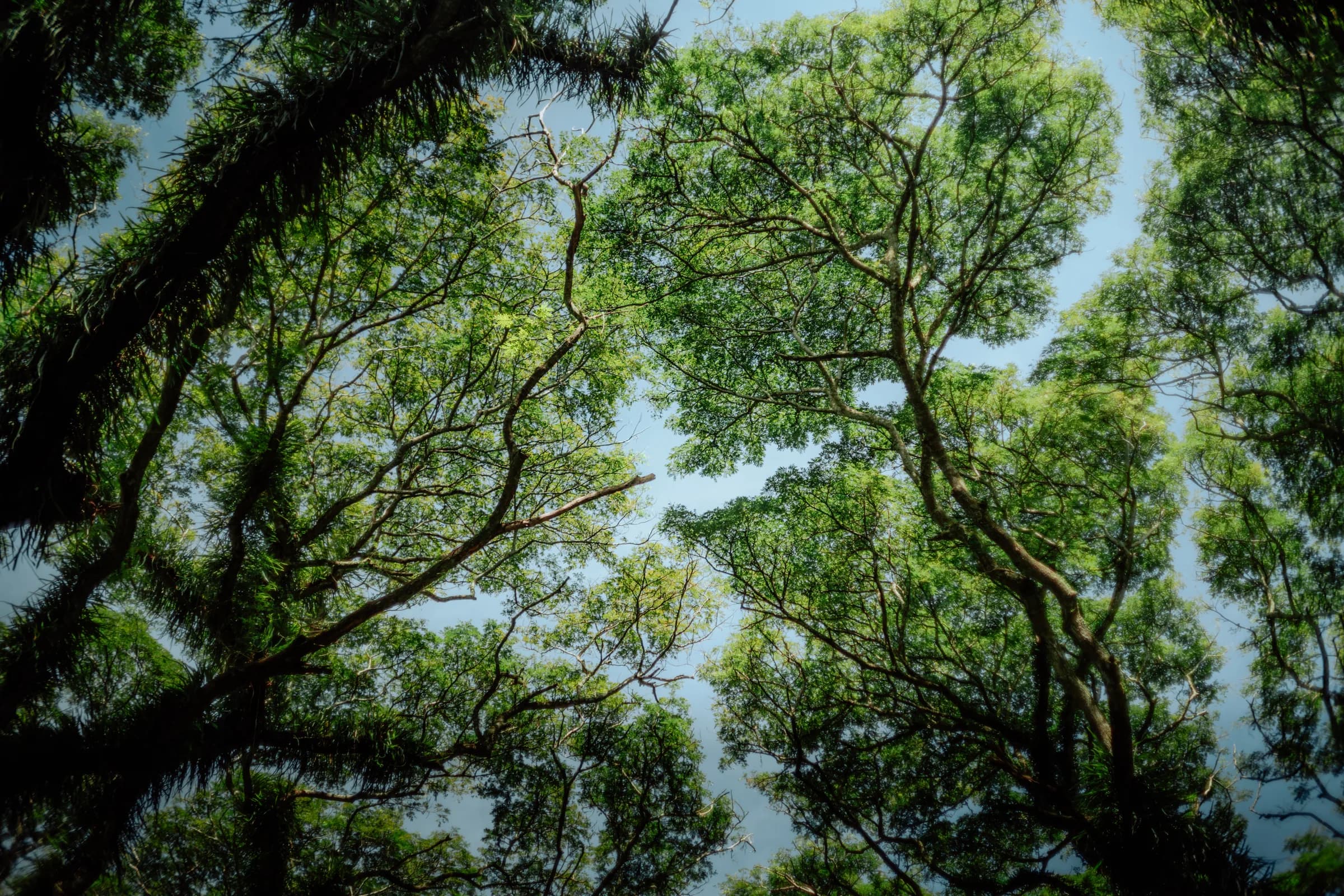 Canopy of century-old trembesi trees at De Djawatan