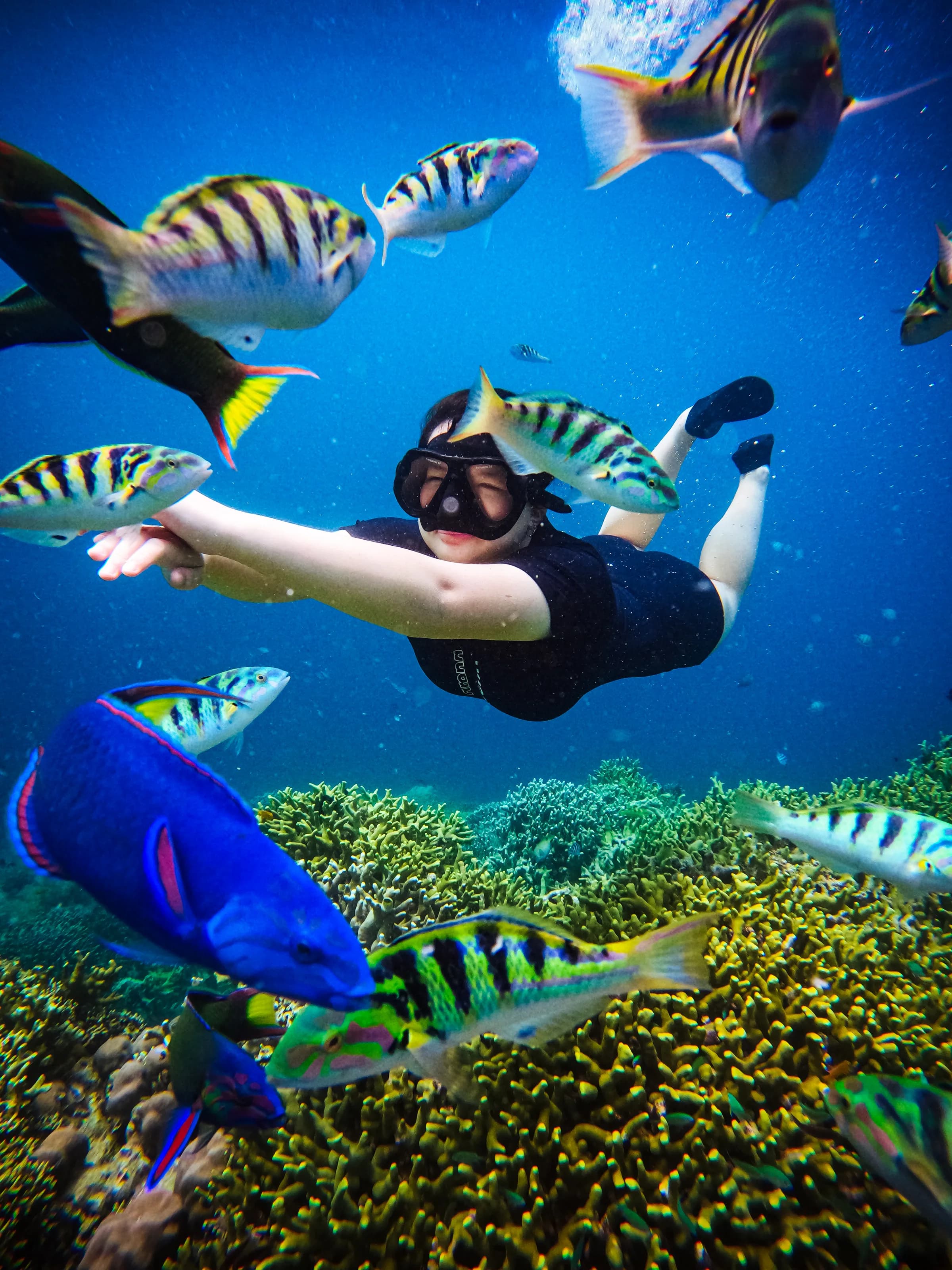 Schooling reef fish over Menjangan's coral garden