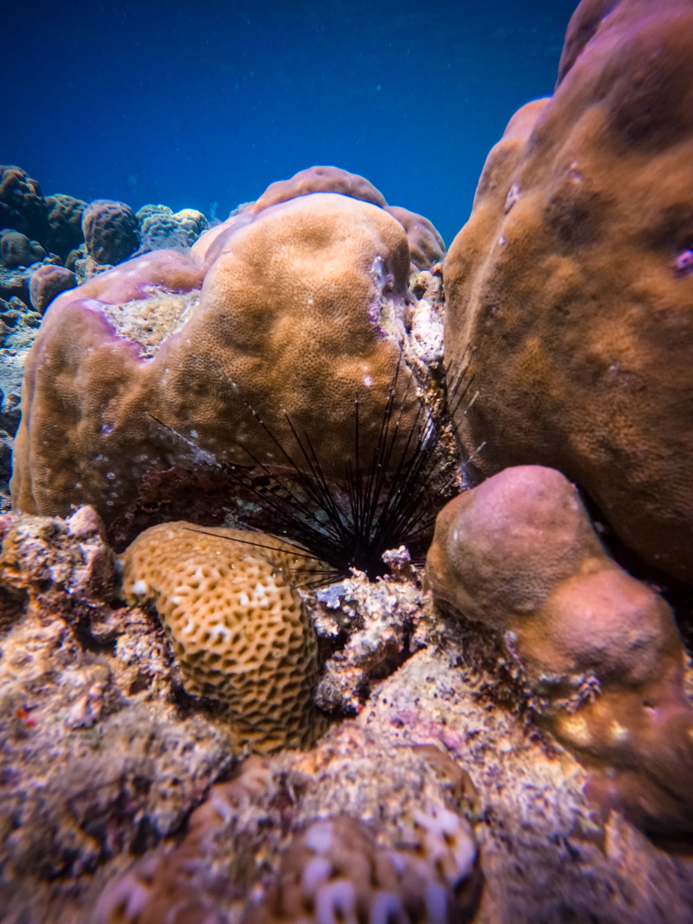 Healthy hard coral on the Menjangan reef