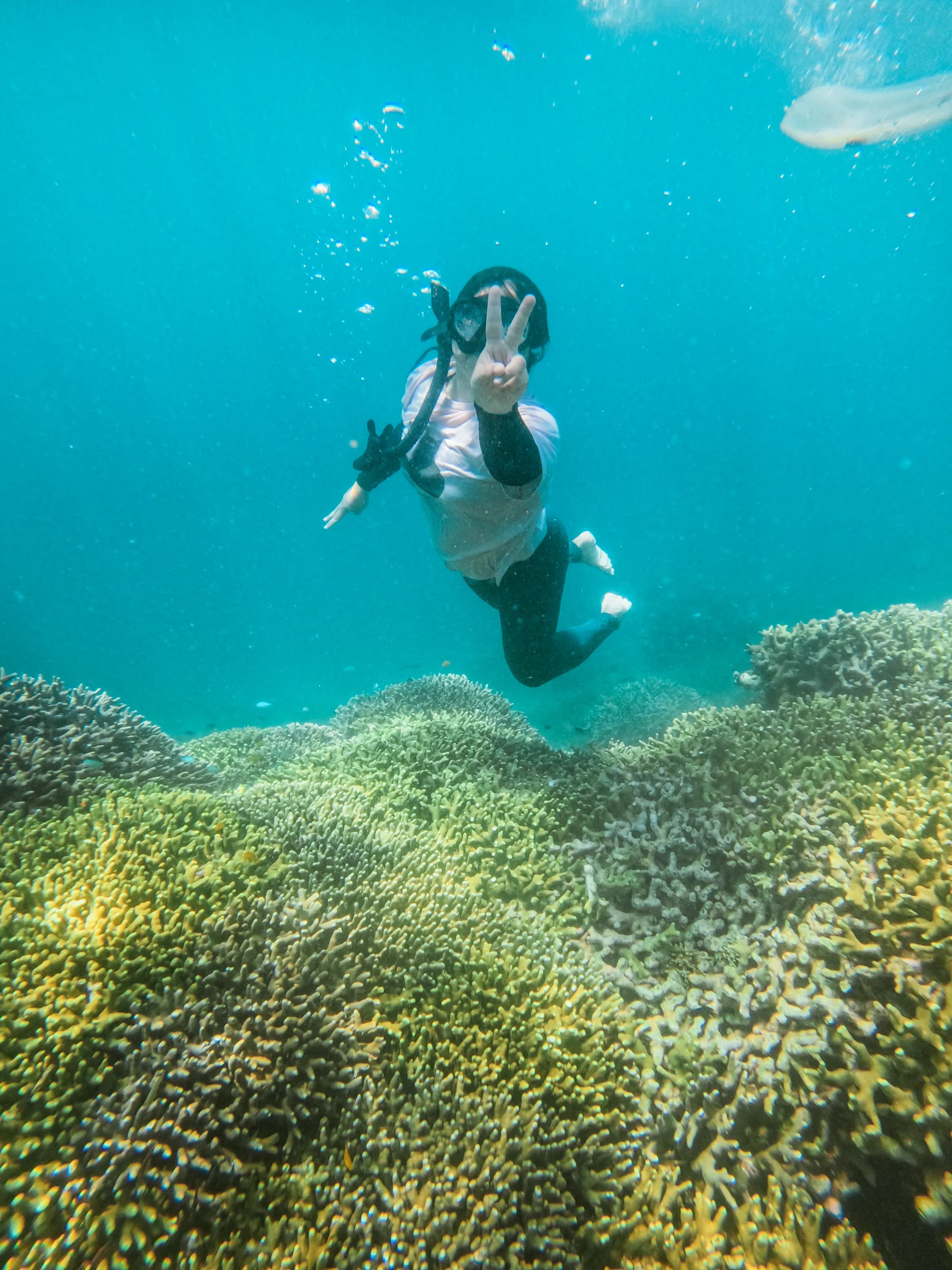 Snorkelling over the hard-coral gardens of Menjangan