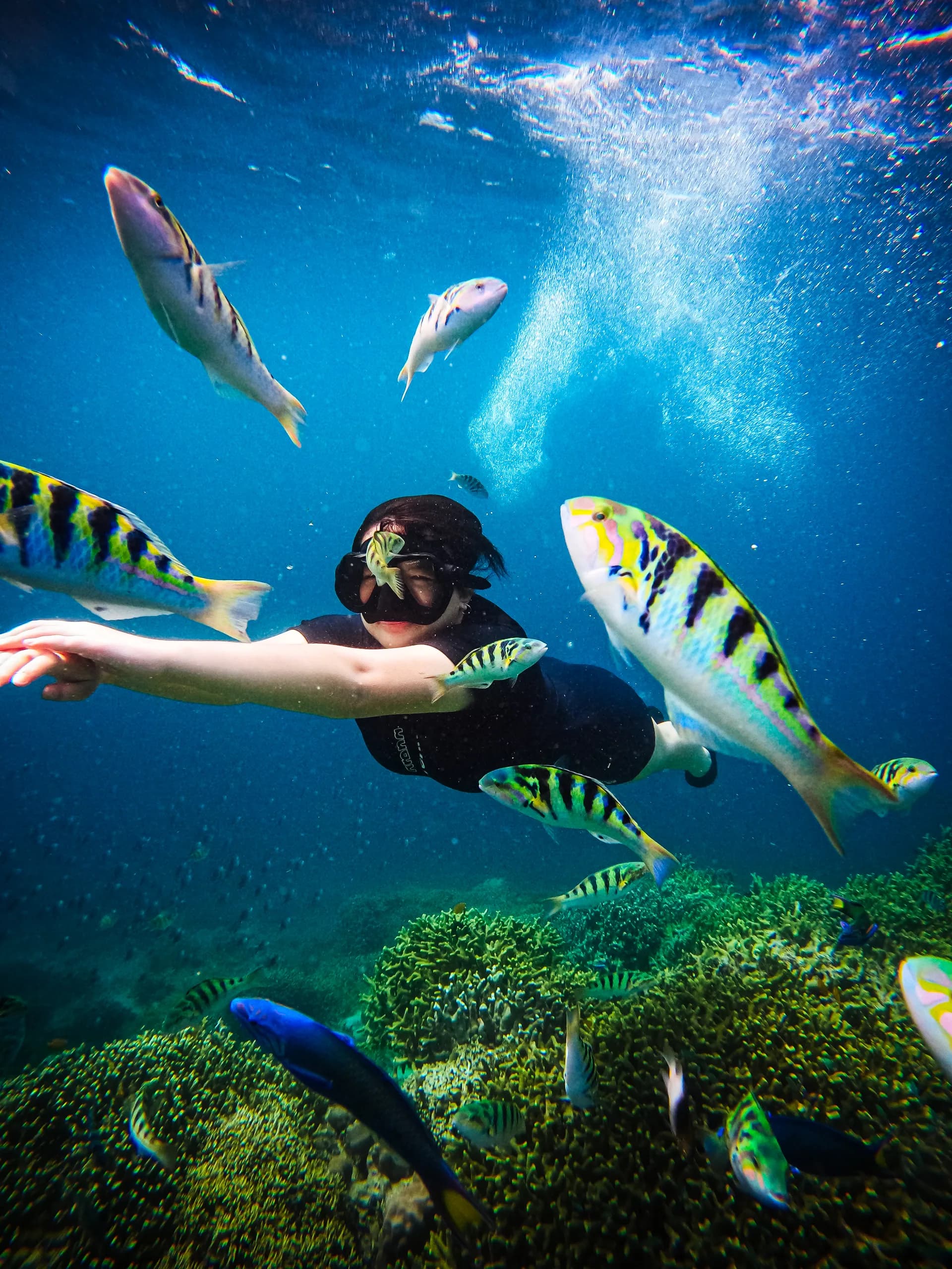 Reef fish drifting over the coral at Menjangan