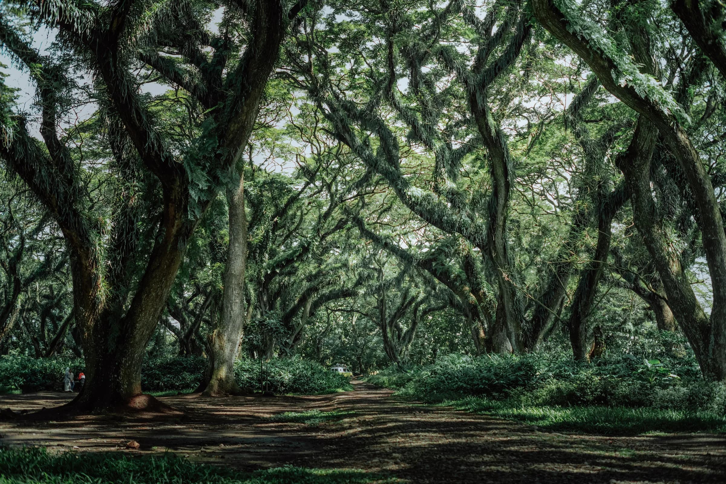 The cathedral-like rain-tree avenue of De Djawatan forest