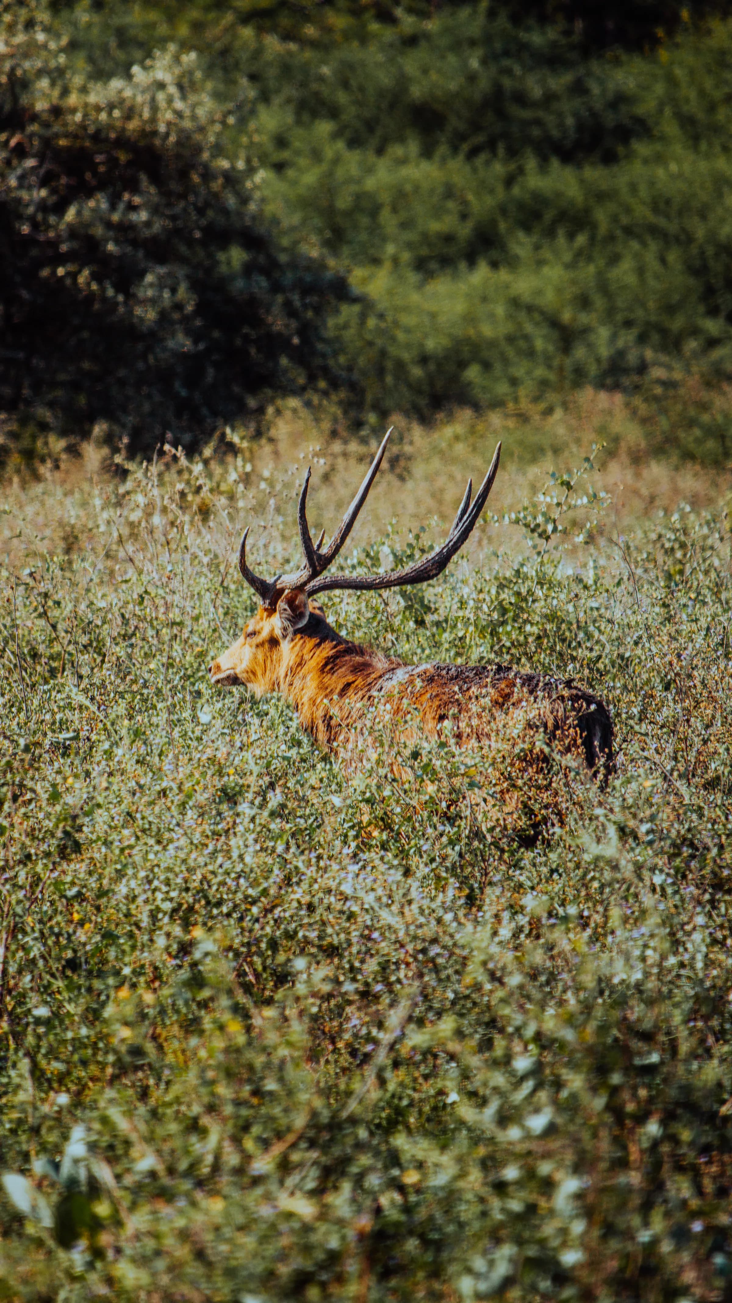 Wild deer in the grasslands of Baluran National Park